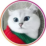 Аватар канала Кошки. Котики