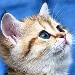 Аватар канала Созвездие