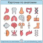 Аватар канала Карточки по анатомии