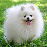 Аватар канала Собаки. Собачки 🐶