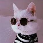 Аватар канала Кошки 🐈