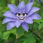 Аватар канала Всё про клематисы🌸