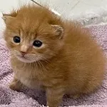 Аватар канала котята как смысл жизни