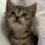 Аватар канала DrunkenCatsDao
