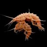 Аватар канала Рачки Байкала (Lake Baikal Amphipods)