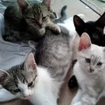 Аватар канала 🐕 🐾 🐈 Gesundheit für Tiere