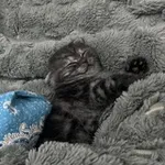 Аватар канала Милые котики 🐾