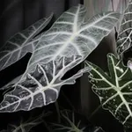 Аватар канала FloLi 🌿