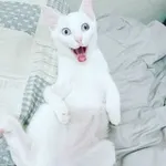 Аватар канала Memes Telegram