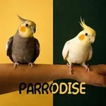 Аватар канала 🦜 P A R R O D I S E 🦜