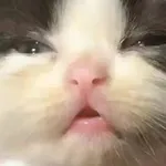 Аватар канала Магнит Кринжа 🐈