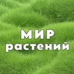 Аватар канала Мир Растений 🌳 дача