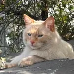Аватар канала пушок