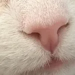Аватар канала [猫の家] neko no ie