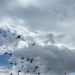 Аватар канала المُهــاجِـرَة