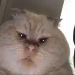 Аватар канала кошковарёжки