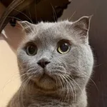 Аватар канала Эмбро или шо