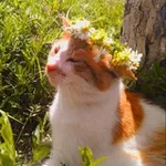 Аватар канала преисподняя мия квиет 🐁