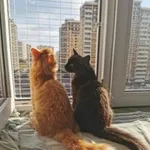 Аватар канала Ладом - Антикошка, Балкон для кота