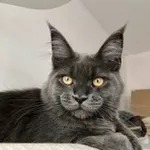 Аватар канала ‎⁨Mainecoon cattery Kotoamatsukami