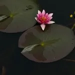 Аватар канала FLOR ET LAVR