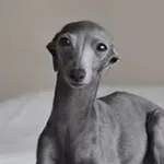 Аватар канала ᴄᴅᴀʀᴄʜɪᴠᴇ ᴀʀᴄʜɪᴠᴇs