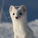 Аватар канала Matthew The Stoat