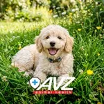 Аватар канала АВЗ - производитель ветеринарных препаратов