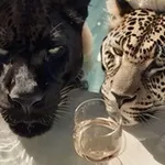Аватар канала ‏𝗥𝗔𝗛𝗔𝗙 | 🐊 🔱