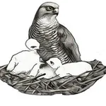 Аватар канала Птенцы гнезда Ястребова
