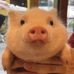 Аватар канала Склад моих картинок.