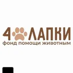 Аватар канала 4_lapki