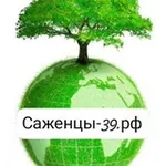 Аватар канала 🍀 ОТВАЖНЫЕ Саженцы-39 🌿