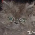 Аватар канала Персидский мальчик необычайной красоты