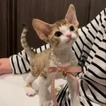 Аватар канала котята как смысл жизни