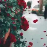 Аватар канала 🌸 دمــوع الـورد 🌸