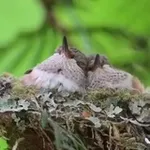 Аватар канала عبادة التفكر والتأمل.... في خلق الله عبادة 🦜 هذا خلق الله