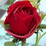 Аватар канала 🌷 ↫ 🌹 ﮑﻟﻣ̝ات פړُوفھَّاﻣ̝̚ن وړُود 🌷 ↫ 🌹