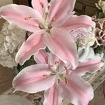 Аватар канала Ovaniga