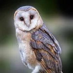 Аватар канала СОВЫ 🦉