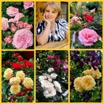 Аватар канала Цветочница Анюта 🌹