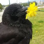 Аватар канала Corvids confessions! 🐦‍⬛️ 🪶