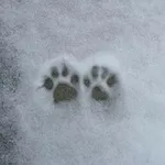 Аватар канала *:･ﾟkotiha *:･ﾟ