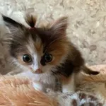 Аватар канала @ neurodivergent ⋆ safespace