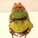 Аватар канала Жабакараван ў сераду — мемы і пагоня за квакам 🐸