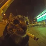 Аватар канала Do Cats Dream of Laser Pointers?