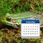 Аватар канала daily frogs