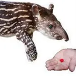 Аватар канала tapir get red pill