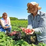 Аватар канала Урожай без хлопот