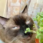 Аватар канала мртнвч 2: electric boogaloo